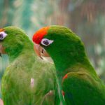 loro_cabeza_rojo