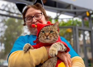 Decenas de felinos celebraron el Día Internacional del Gato en el Club Metropolitano Huáscar Serpar celebró el Día Internacional del Gato
