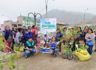 Serpar entregó más de 3,500 árboles a Ollas Comunes de Lima Norte en el mes de julio Ollas comunes reciben árboles