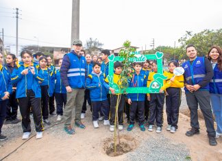 Plantación de programa Lima Verde beneficiará a más de 3,000 familias de Villa El Salvador Acciones ambientales conjuntas