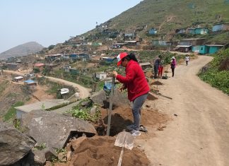 Olla Común de Villa María del Triunfo recibió cien árboles del programa Lima Verde Más árboles para Ollas Comunes