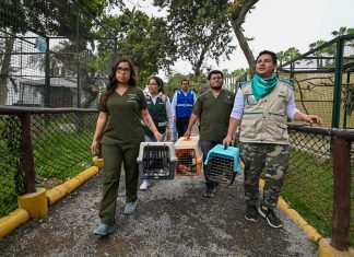 Monitos rescatados son acogidos temporalmente en zoológico de Serpar Monitos rescatados son acogidos temporalmente en zoológico de Serpar