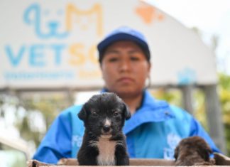 Mascotas rescatadas de la venta ilegal son acogidas en el Club Metropolitano Huáscar en espera de ser adoptados