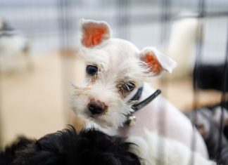 Centro de Adopciones de SERPAR recibe a cerca de 50 mascotas rescatadas de la venta ilegal