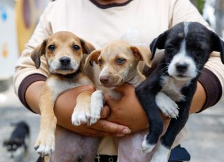 Vetsol Huáscar realizará una campaña de baños gratuitos para mascotas