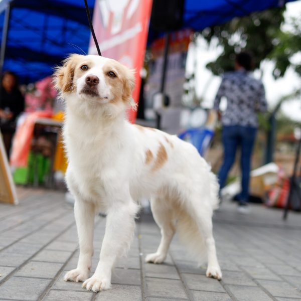 El Circuito Mágico del Agua será el escenario de la presentación oficial del perro pastor chiribaya