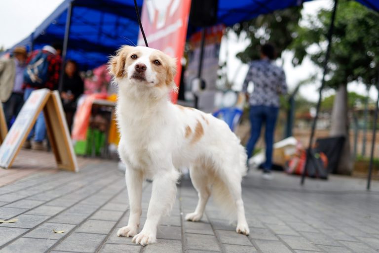 El Circuito Mágico del Agua será el escenario de la presentación oficial del perro pastor chiribaya