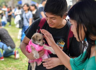Perrotón 2025: el evento más grande de adopción