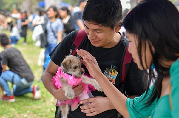 Perrotón 2025: el evento más grande de adopción