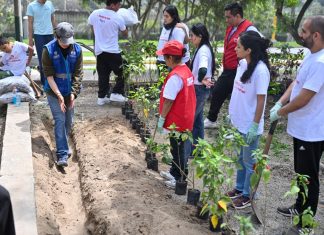 Más de medio millón de árboles fueron plantados en la capital gracias al Programa Lima Verde