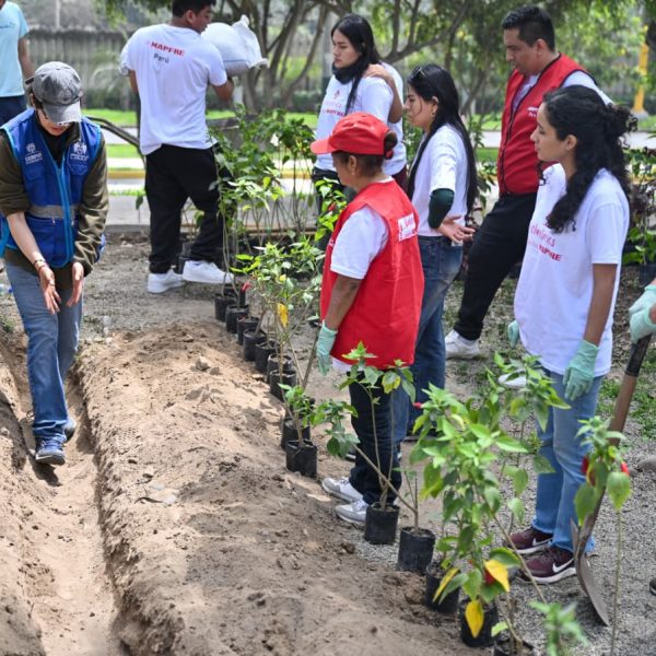 Más de medio millón de árboles fueron plantados en la capital gracias al Programa Lima Verde