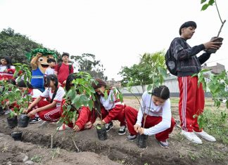 El Rímac suma 250 árboles gracias a iniciativa de arborización escolar liderada por el Programa Lima Verde
