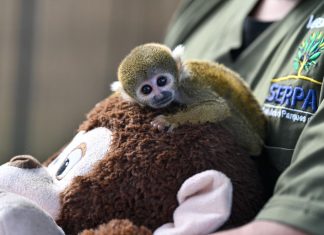 Una segunda oportunidad: mini zoológicos metropolitanos brindan cuidado temporal a fauna silvestre en recuperación