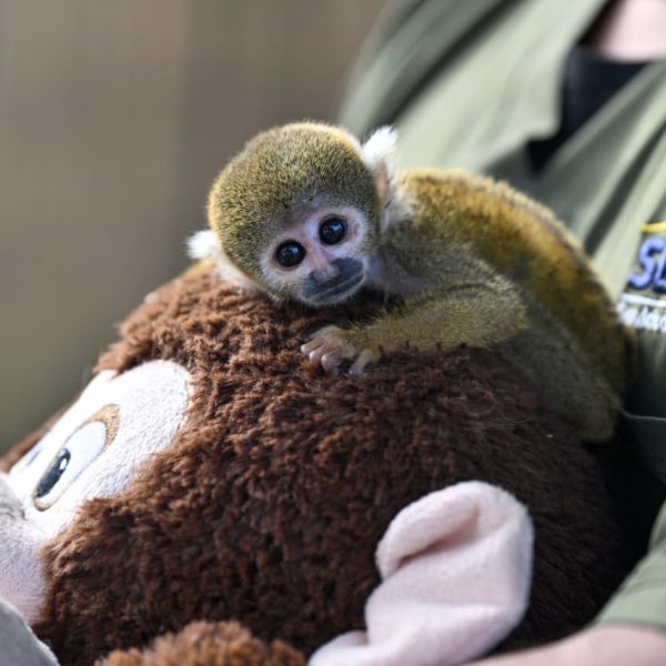 Una segunda oportunidad: mini zoológicos metropolitanos brindan cuidado temporal a fauna silvestre en recuperación