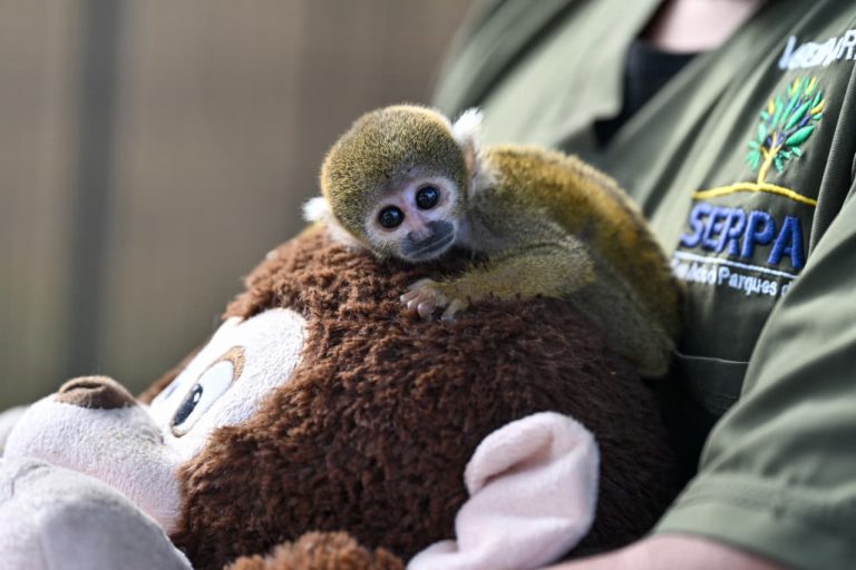 Una segunda oportunidad: mini zoológicos metropolitanos brindan cuidado temporal a fauna silvestre en recuperación