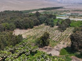 Más aire para la ciudad: cerca de 28 mil árboles en conjunto conforman los bosques educativos municipales de Lima