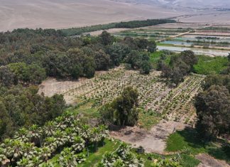 Más aire para la ciudad: cerca de 28 mil árboles en conjunto conforman los bosques educativos municipales de Lima