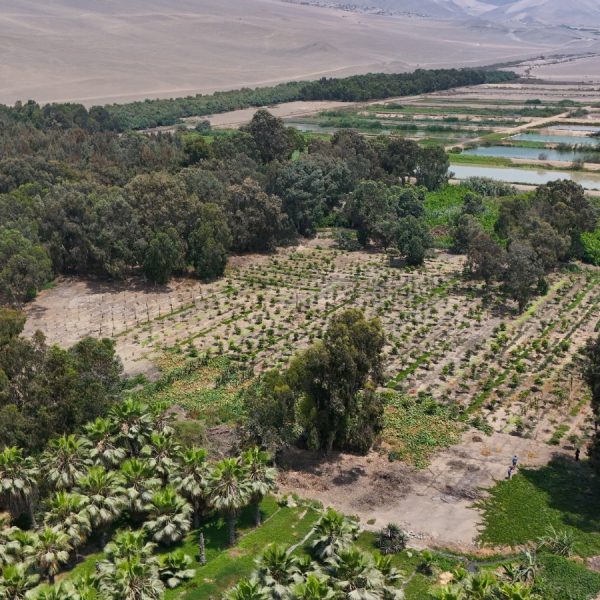 Más aire para la ciudad: cerca de 28 mil árboles en conjunto conforman los bosques educativos municipales de Lima