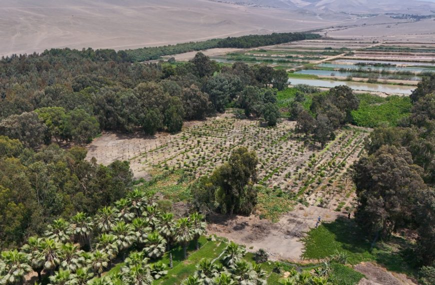 Más aire para la ciudad: cerca de 28 mil árboles en conjunto conforman los bosques educativos municipales de Lima